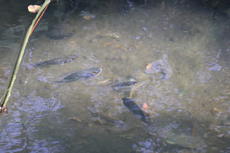 【遊記】終章,中華民國114年「雙十國慶」,再次帶著「國旗」出去玩,竹東生態河濱公園 - 大漠國渡