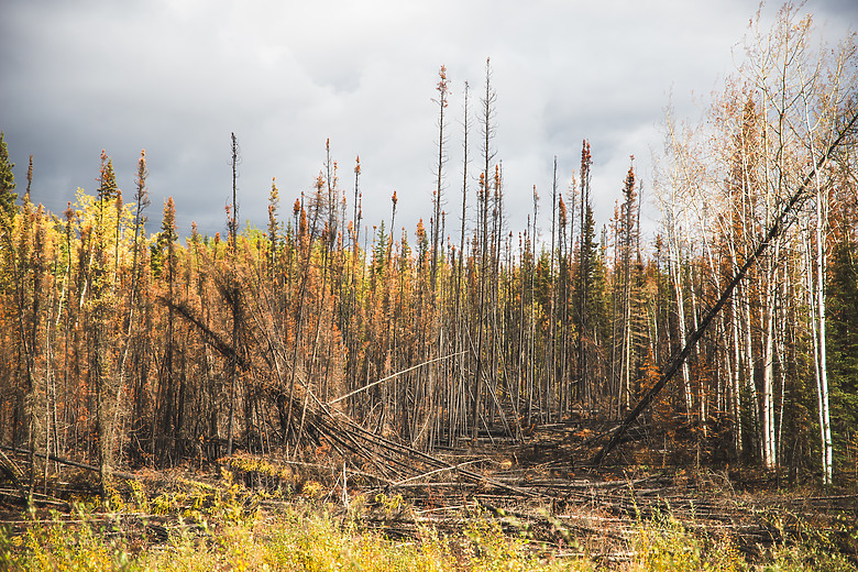 點我看大圖 一個人一台車一路向北直到世界的盡頭 – 兩個月的公路露營旅行 – EP 7 – 溫泉、路標、加拿大會過馬路的野生動物