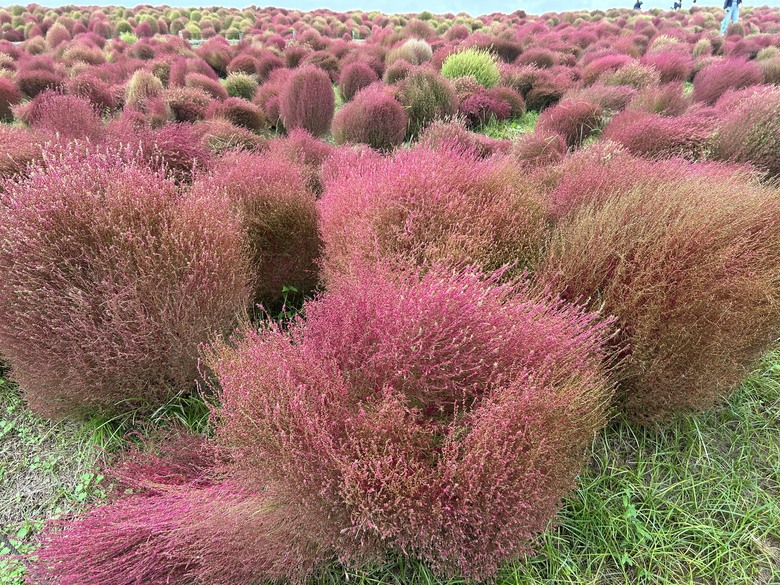 發現茨城(國營常陸海濱公園.大洗水族館)上集
