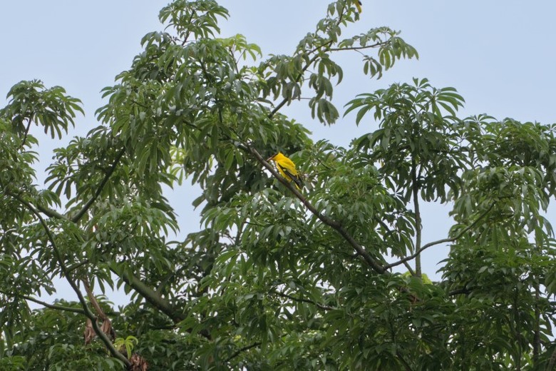 70公頃綠地新地標!果嶺自然公園打造高雄最大都會綠洲!