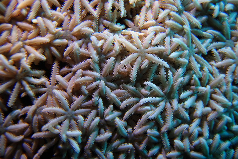 【上課+潛水】10月的水下影像紀錄