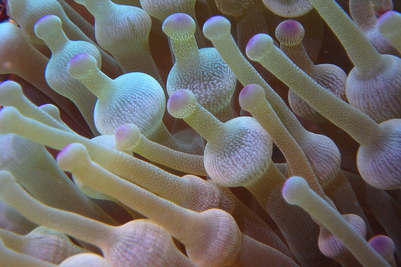 【上課+潛水】10月的水下影像紀錄