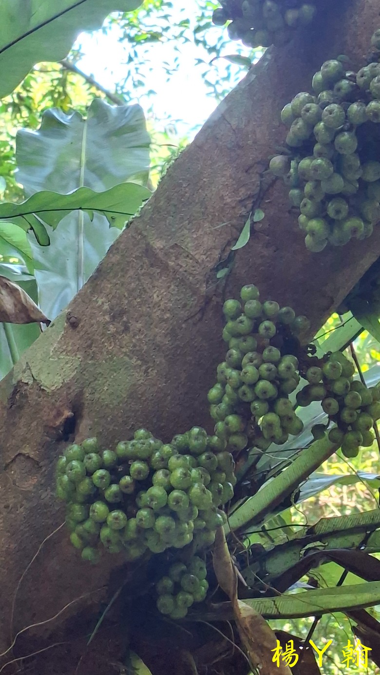 【郊山走走】山林、林蔭、陽光、輕風、溪谷、涼爽、夏日消暑的烏來紅河谷越嶺步道