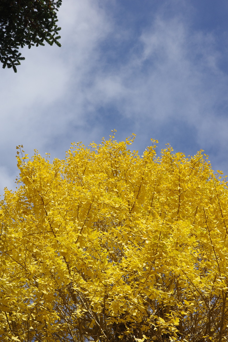 2025關西賞楓自駕 Ricoh GR3X