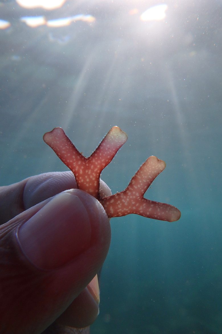 【上課+潛水】10月的水下影像紀錄