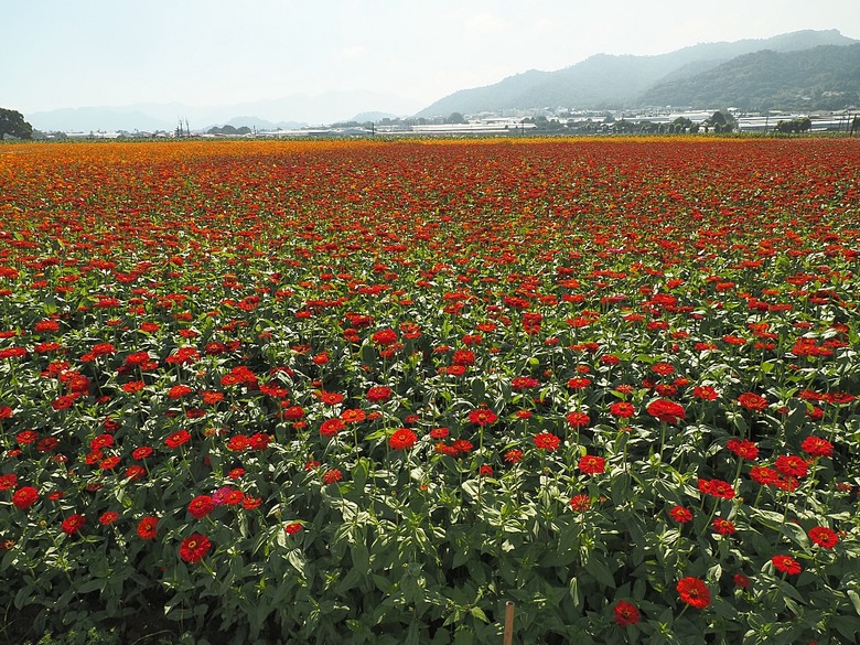 2025年臺中國際花毯節、新社花海、藍天白雲、花花世界 — 2025年 深秋臺中散策之一