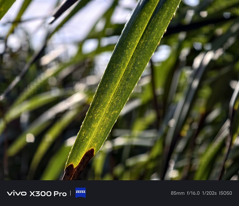 vivo X300 Pro 評測報告｜蔡司 2.35x 增距鏡加持、影像與性能兼備的全能旗艦！