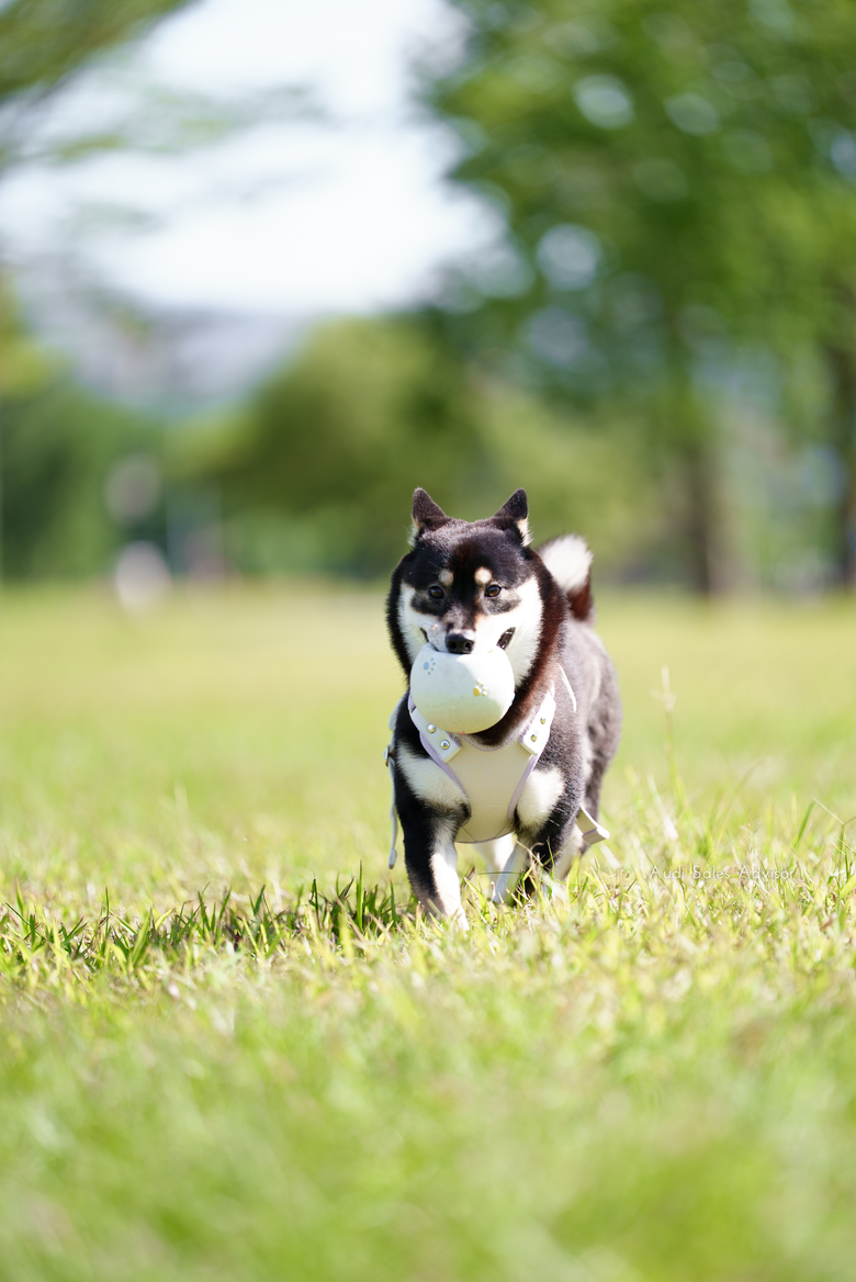 交車後體驗分享|HONDA ADV350 —— 一次中釘,驗證原廠的價值