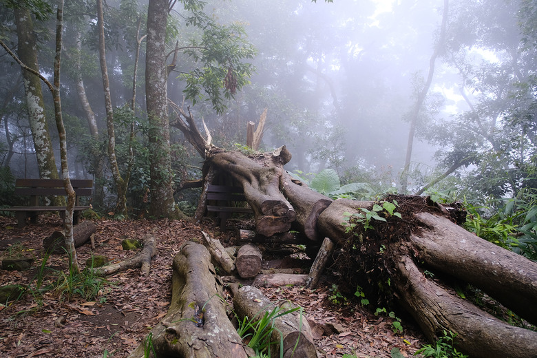 點我看大圖 【馬那邦山】遇見會讓人想戀愛的迷霧森林 | 苗栗楓葉小百岳