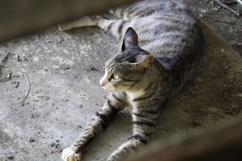 【遊記】同樣是「黃金山城」,一個人滿為患 (九份),一個悠閒愜意 (金瓜石),祈堂老街 (東北角暨宜蘭海岸國家風景區) - 大漠國渡