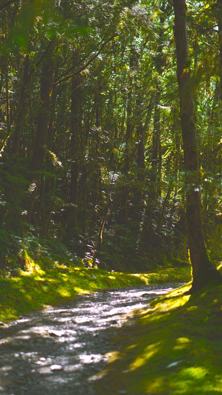 Sony A7C2 - SEL85F18 太平山 山毛櫸步道