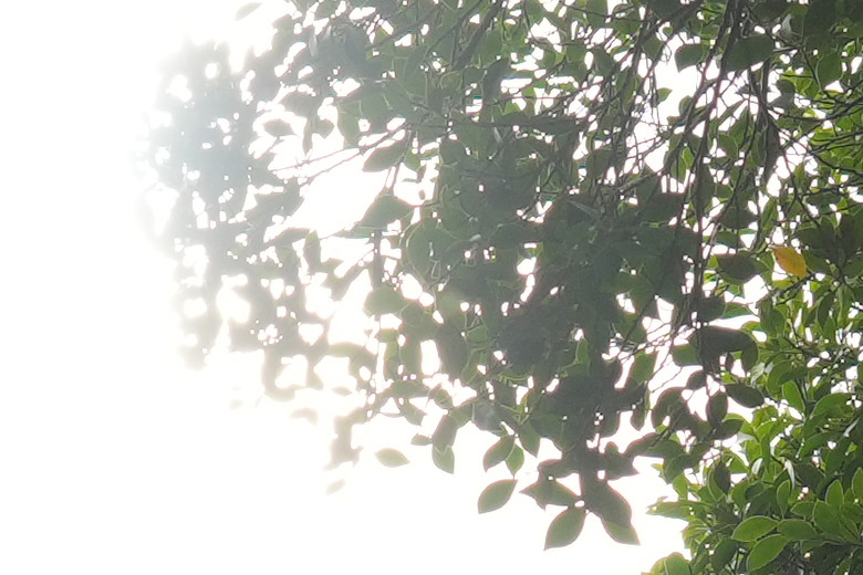 點我看大圖 Tamron 25-200mm f/2.8-5.6 Di III VXD G2(A075)評測報告|半微距加持、體質均衡的 8X 旅遊鏡!