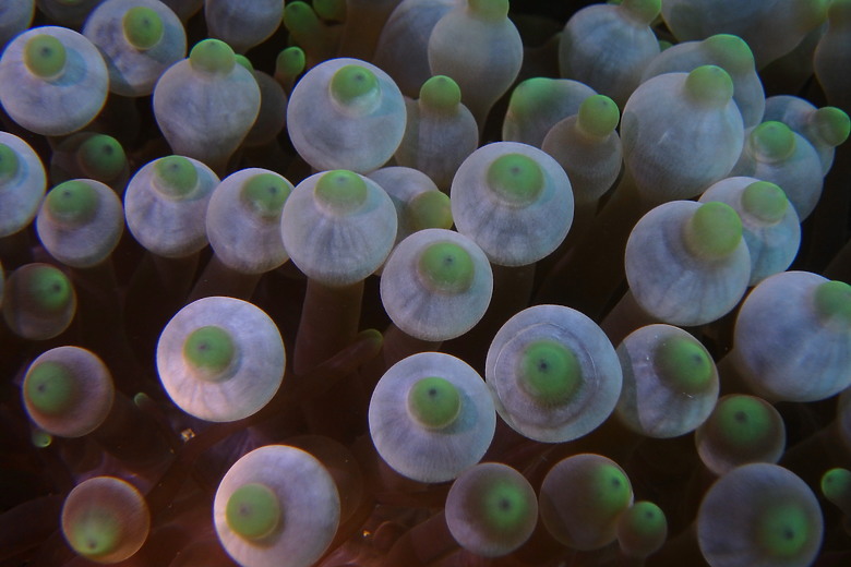 【上課+潛水】10月的水下影像紀錄