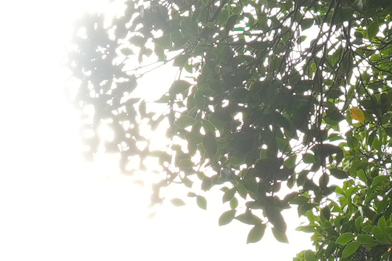 點我看大圖 Tamron 25-200mm f/2.8-5.6 Di III VXD G2(A075)評測報告|半微距加持、體質均衡的 8X 旅遊鏡!