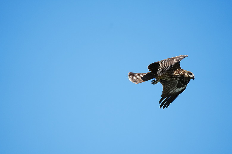 點我看大圖 Tamron 25-200mm f/2.8-5.6 Di III VXD G2(A075)評測報告|半微距加持、體質均衡的 8X 旅遊鏡!