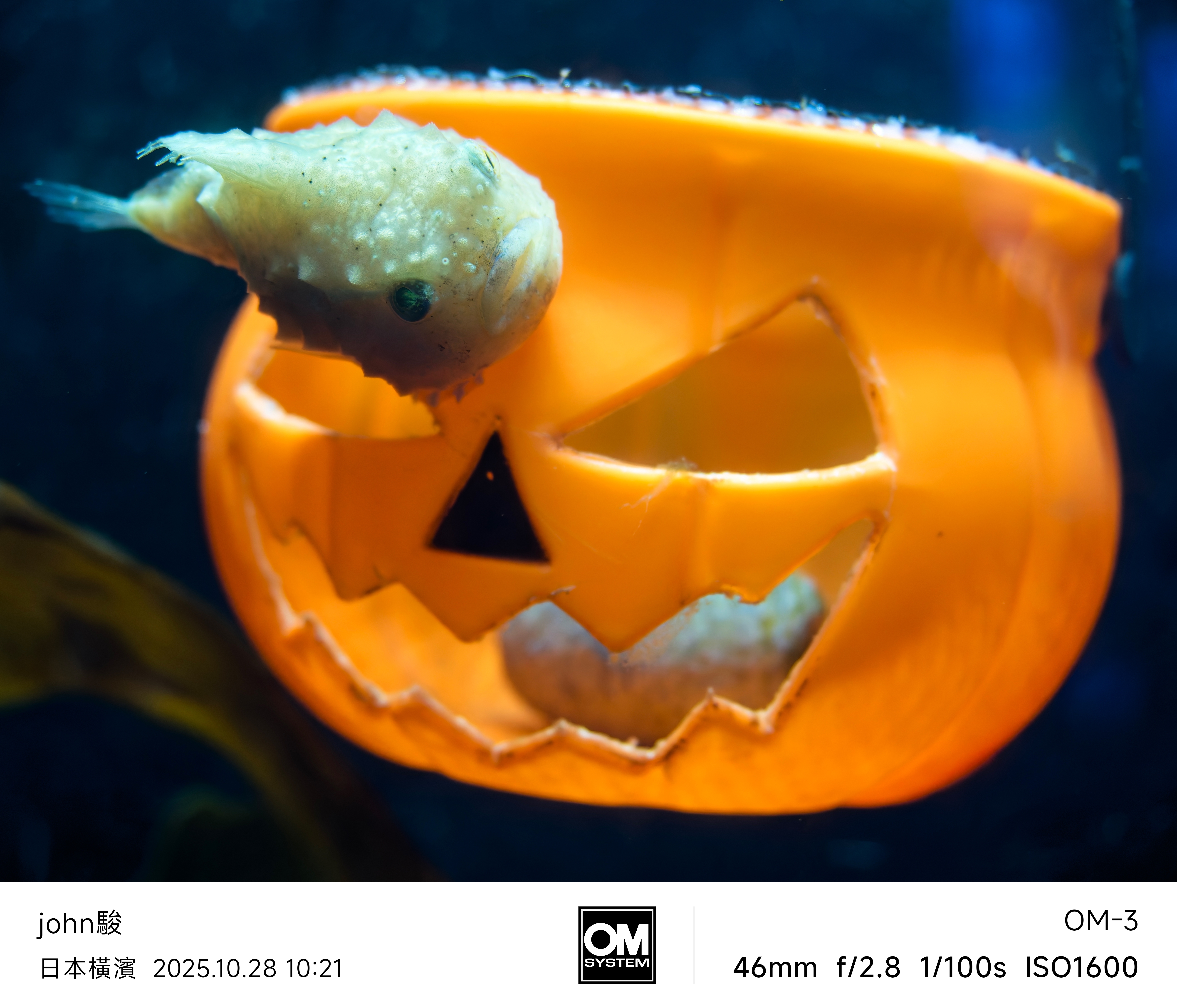 帶上om3&om1ii橫濱5日遊(出佳為奧的心得)