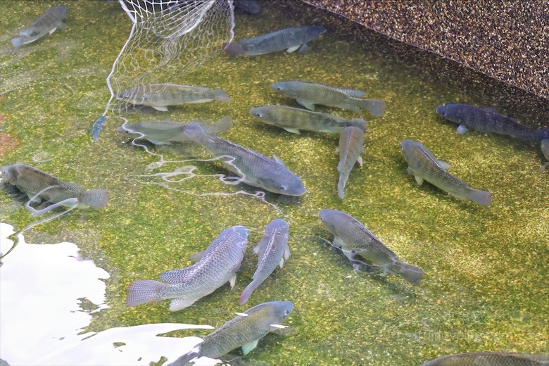 南投薑母鴨推薦，薑母鴨、胡椒全鴨還可以一鍋兩吃，山泉水養殖吳郭魚、現撈泰國蝦，埔里在地美食