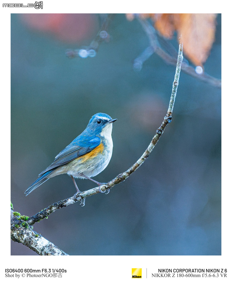 2025重啟攝影:從鏡頭裡的小鳥們找回攝影的快樂