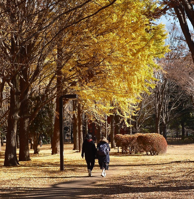 [旅拍圖多] 金澤楓景、富山老街、東京巷弄｜X-T50 + Touit 32mm 邊走邊拍