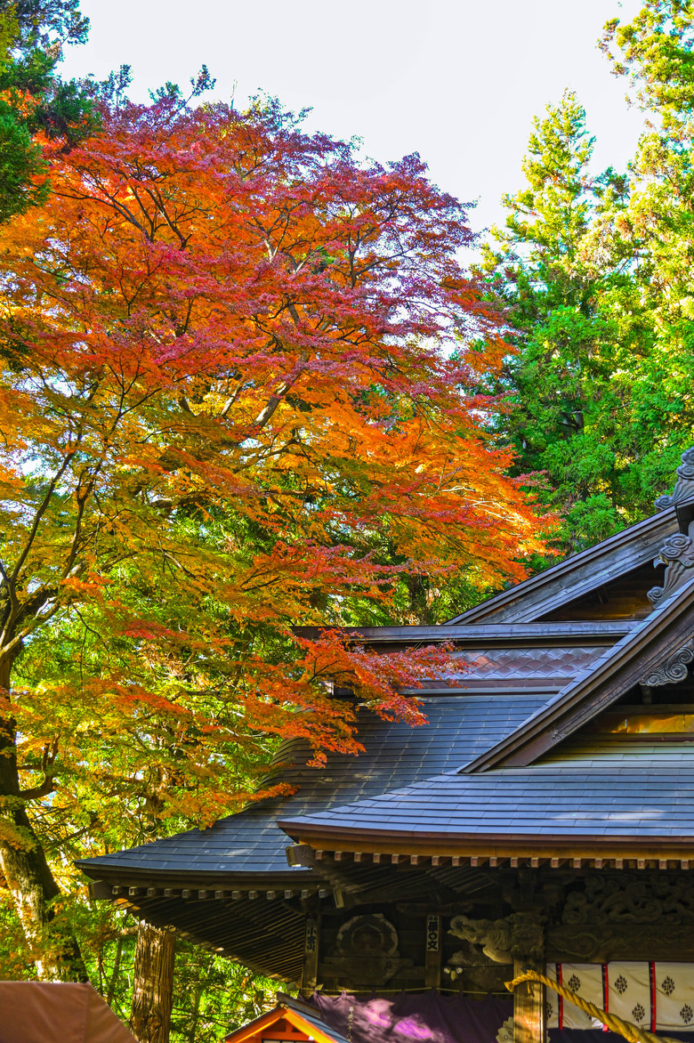 富士五湖與伊豆半島自駕6日遊 part1-山中湖、鉄砲木ノ頭 、本栖湖、河口湖、富士淺間神社