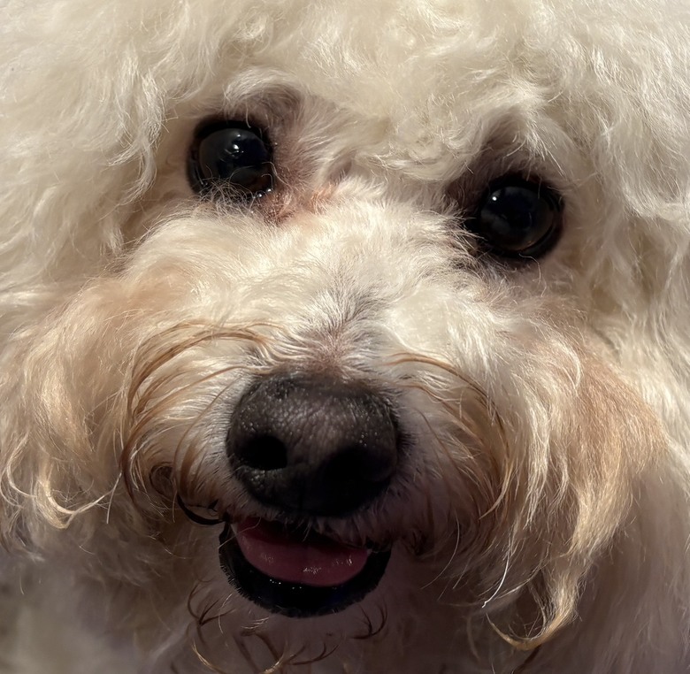 小型犬的眼屎淚痕