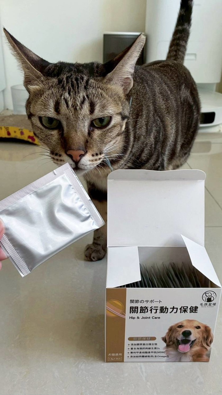 貓咪關節退化經驗分享｜後肢無力、走路不穩的日常照護方法