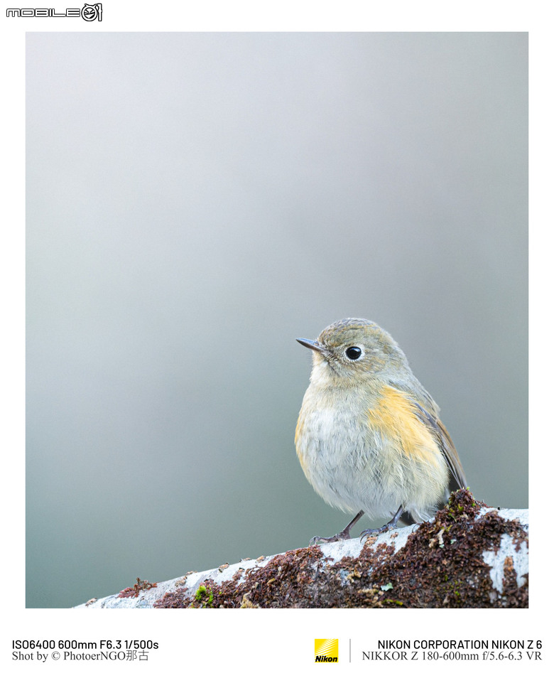 2025重啟攝影:從鏡頭裡的小鳥們找回攝影的快樂