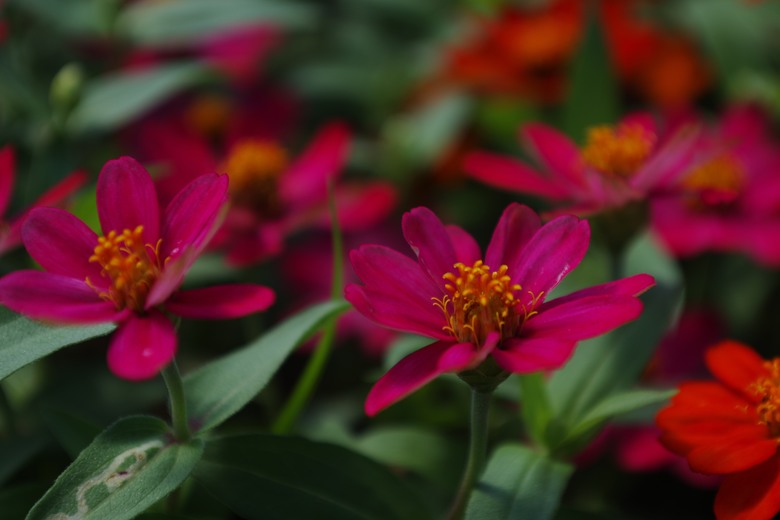 smc DA 16-45mm 在台北美堤公園