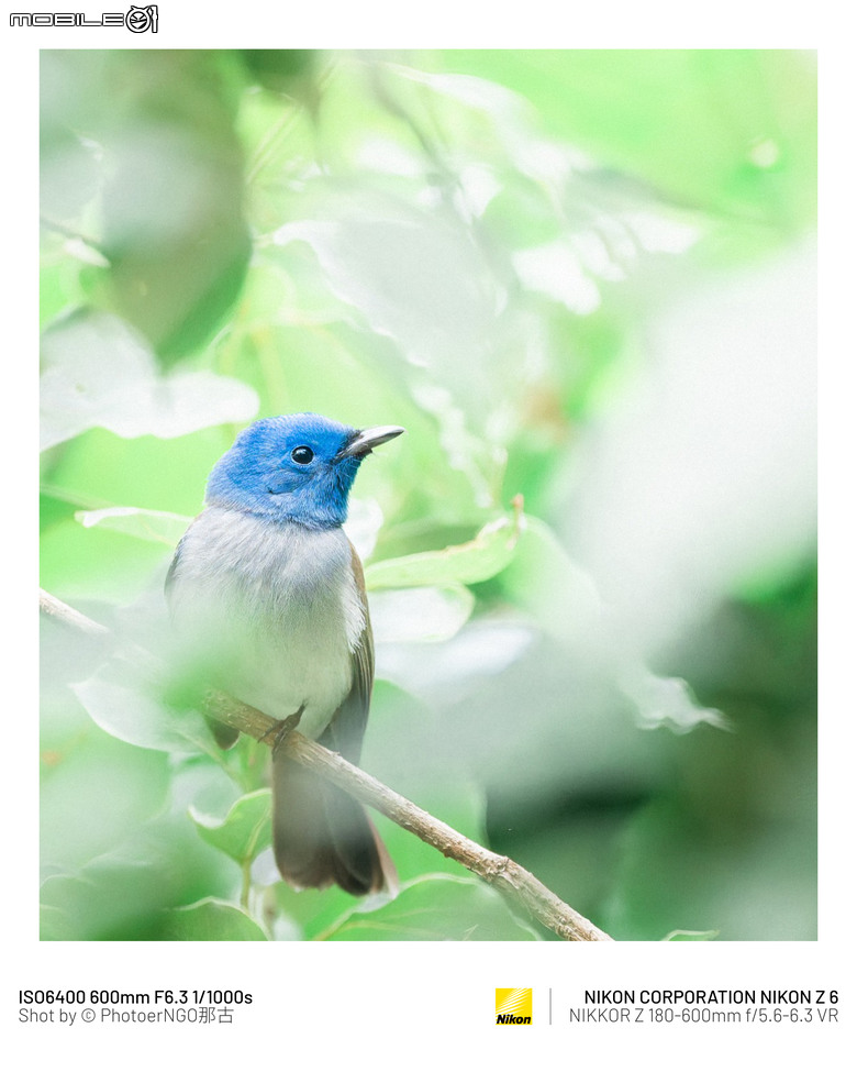 2025重啟攝影:從鏡頭裡的小鳥們找回攝影的快樂