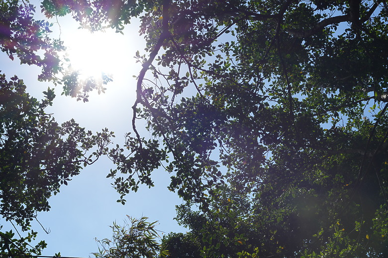 Zeiss Otus ML 1.4/50 & 1.4/85 雙鏡評測｜無反手動鏡的天花板、極致解像力的展現！