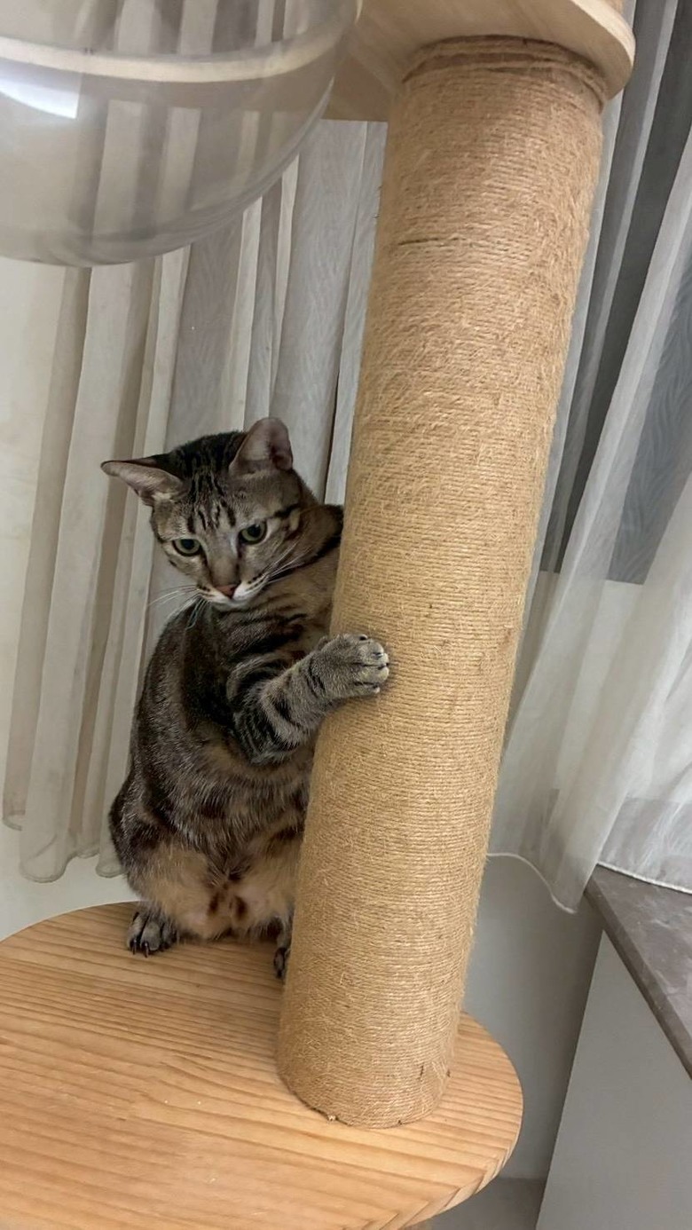 貓咪關節退化經驗分享｜後肢無力、走路不穩的日常照護方法