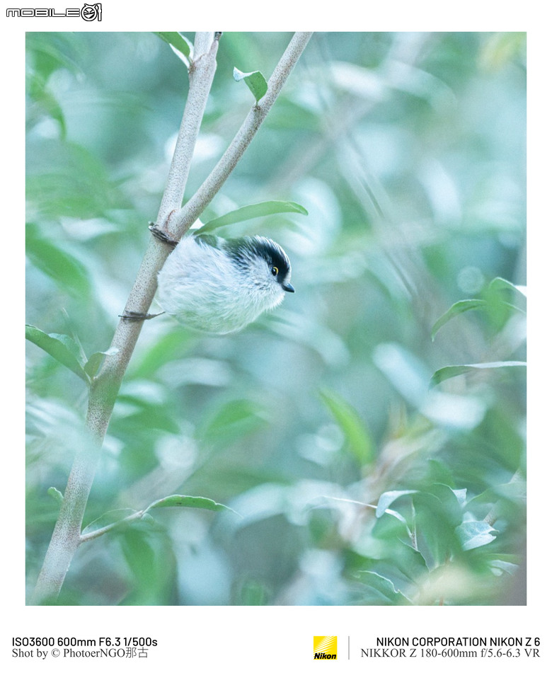 2025重啟攝影:從鏡頭裡的小鳥們找回攝影的快樂