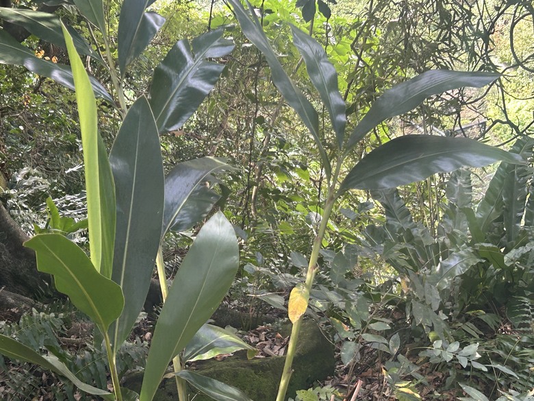 【小惡魔驫到成功】新春搭捷運，登走滿山古蹟的芝山岩步道