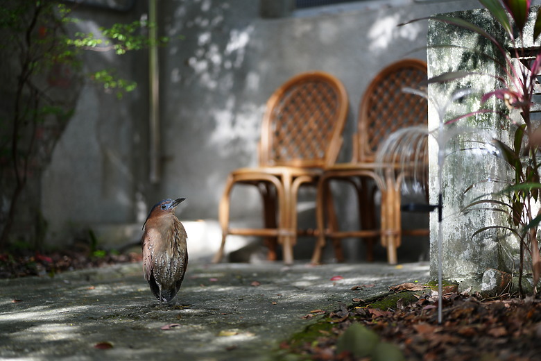 Zeiss Otus ML 1.4/50 & 1.4/85 雙鏡評測｜無反手動鏡的天花板、極致解像力的展現！