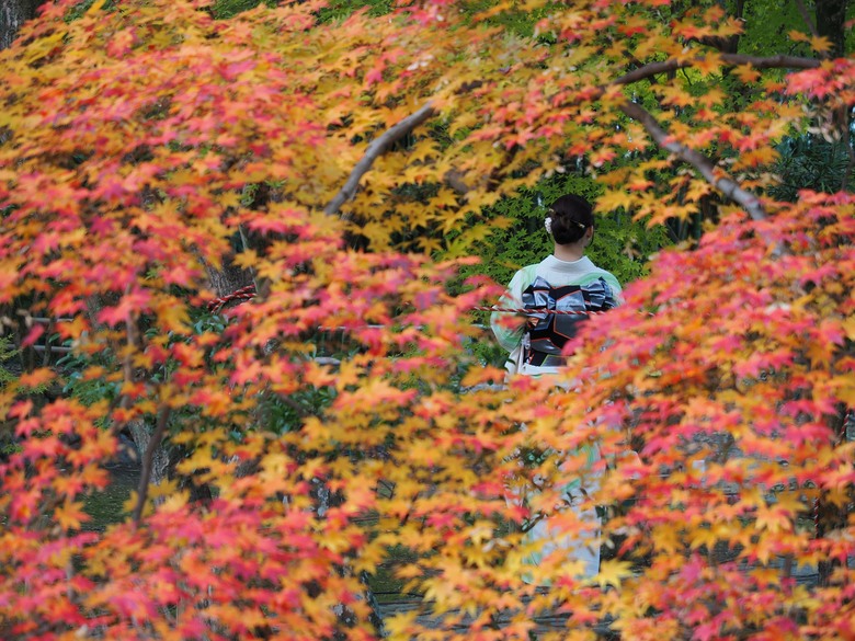25年11月下旬 關西賞紅葉 [OM1 MK2 + PL 12-60mm]