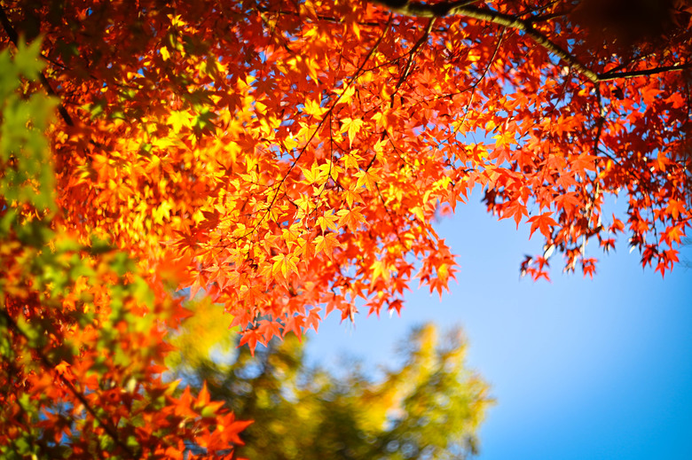 富士五湖與伊豆半島自駕6日遊 part1-山中湖、鉄砲木ノ頭 、本栖湖、河口湖、富士淺間神社