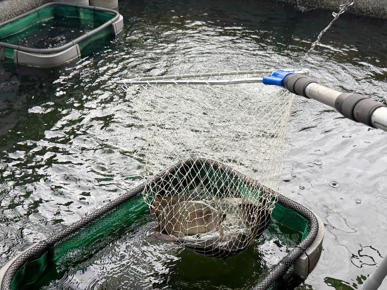 南投薑母鴨推薦，薑母鴨、胡椒全鴨還可以一鍋兩吃，山泉水養殖吳郭魚、現撈泰國蝦，埔里在地美食