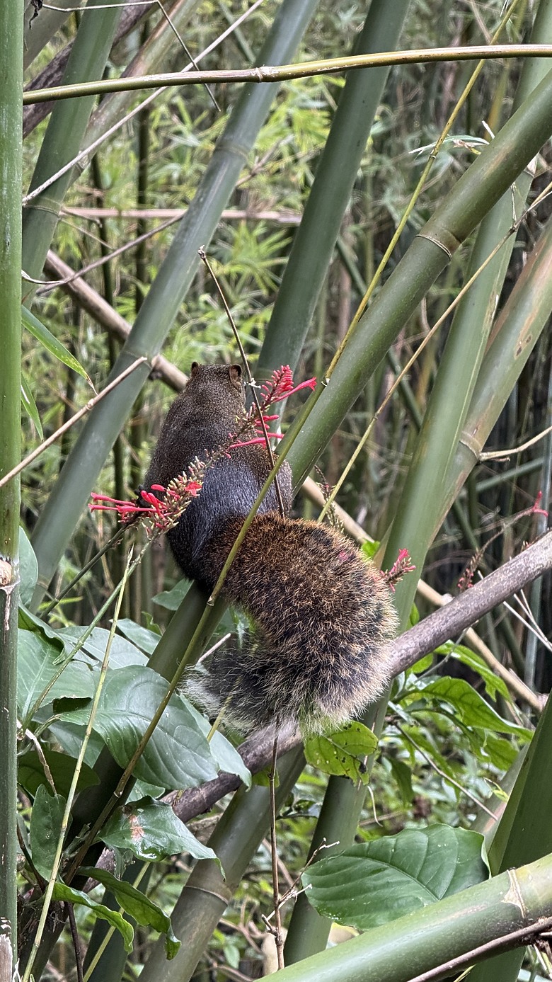 北投惇敘商工・橫嶺古道、太子亭遺跡、紗帽山散步之旅｜使用蔡司雙筒望遠鏡ZEISS Victory Pocket 10x25