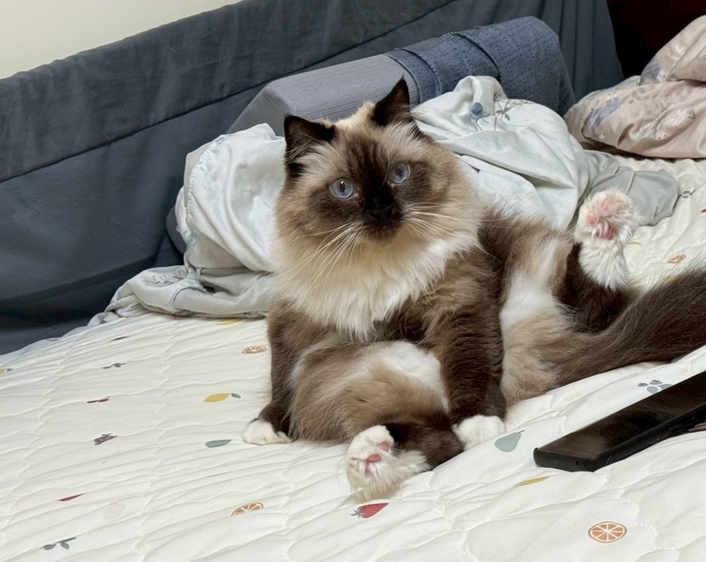 寵物看醫生真的很貴