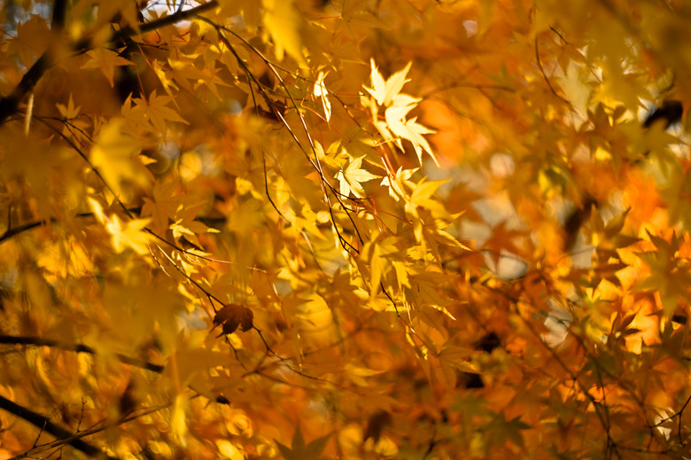 富士五湖與伊豆半島自駕6日遊 part1-山中湖、鉄砲木ノ頭 、本栖湖、河口湖、富士淺間神社