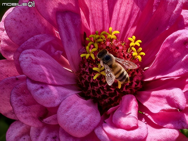 vivo X300 Pro 臺灣上市版本 旅拍攝影2個月之實拍分享