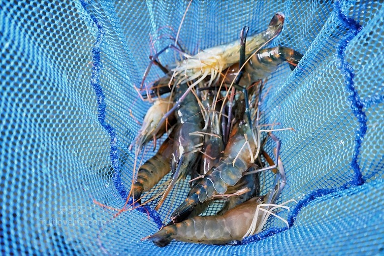 南投薑母鴨推薦，薑母鴨、胡椒全鴨還可以一鍋兩吃，山泉水養殖吳郭魚、現撈泰國蝦，埔里在地美食