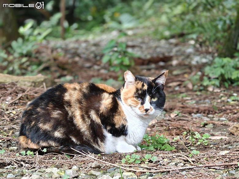 realme GT 8 Pro 體驗｜理光 GR 靈魂上身，全能旗艦闖出新路！