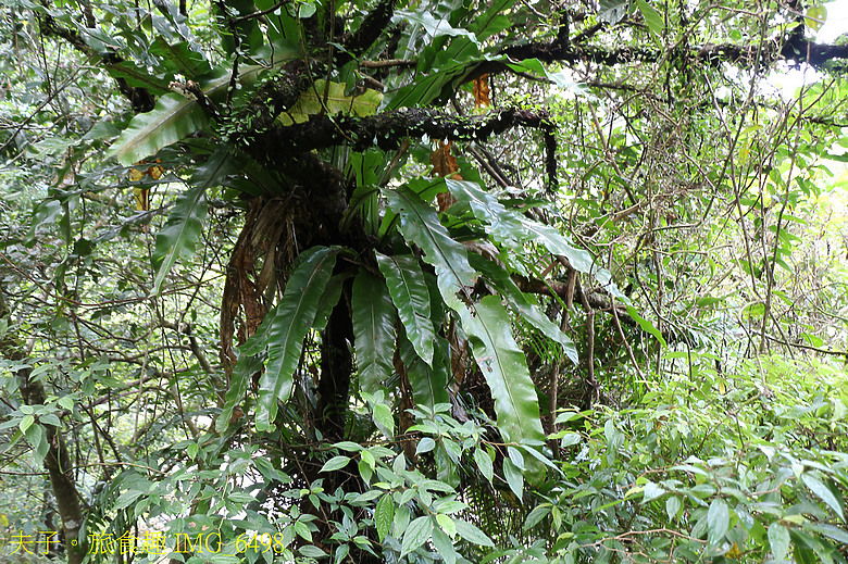 點我看大圖 2025新北好茶 坪林茶香低碳遊 特等茶會之旅