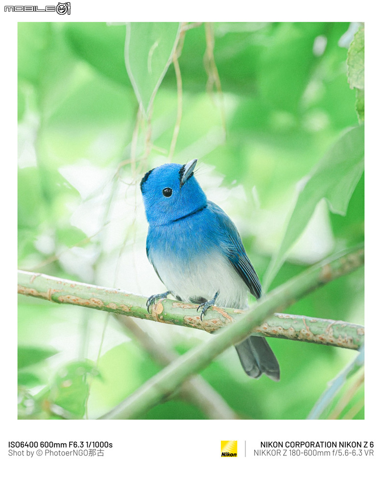 2025重啟攝影:從鏡頭裡的小鳥們找回攝影的快樂