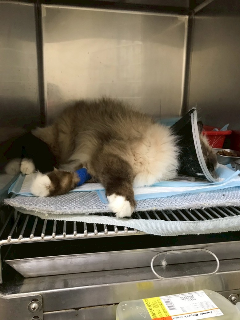 寵物看醫生真的很貴