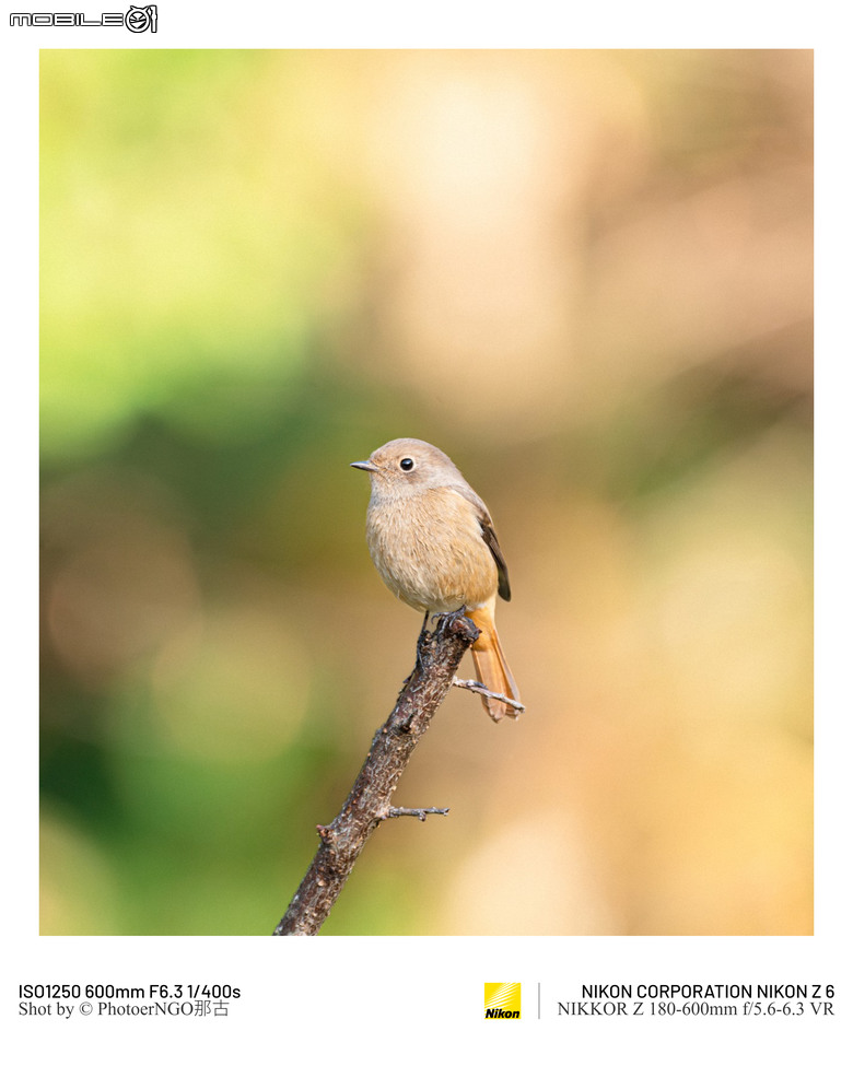 2025重啟攝影:從鏡頭裡的小鳥們找回攝影的快樂