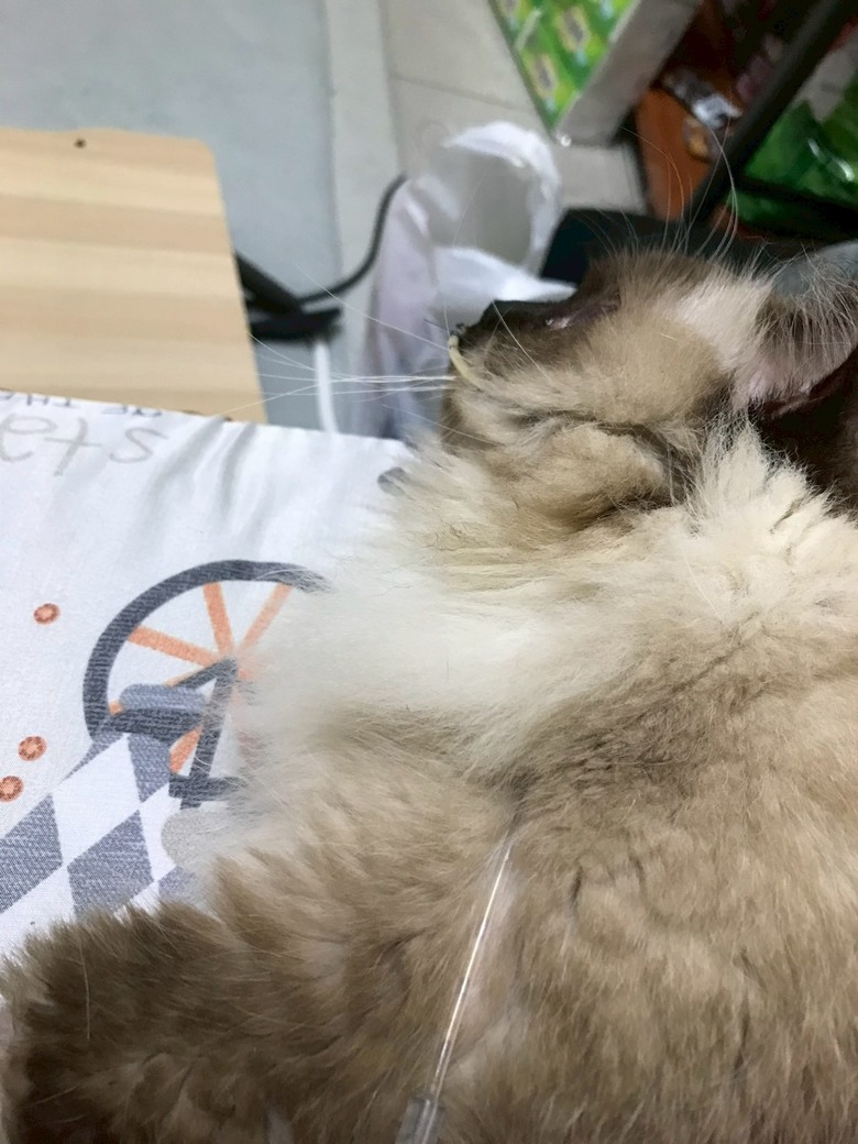 寵物看醫生真的很貴