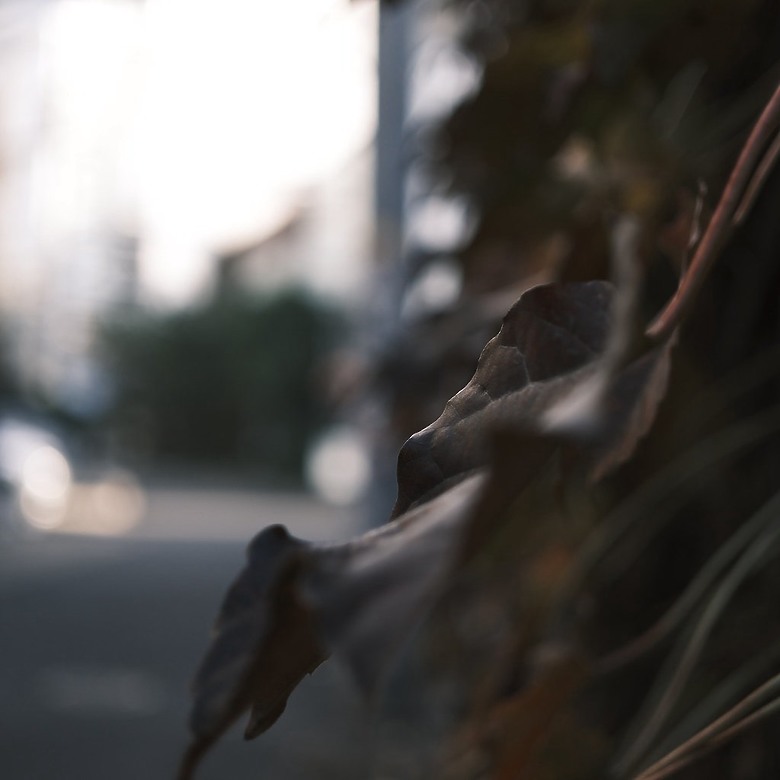 [旅拍圖多] 金澤楓景、富山老街、東京巷弄｜X-T50 + Touit 32mm 邊走邊拍