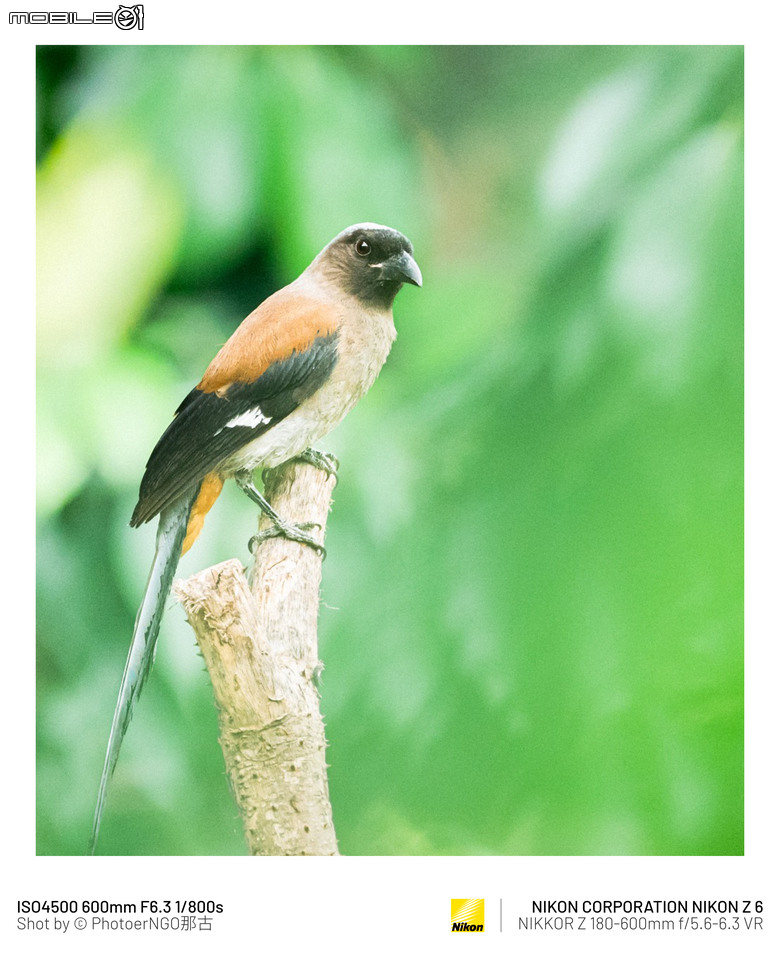 2025重啟攝影:從鏡頭裡的小鳥們找回攝影的快樂